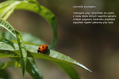 coccinelle boulangère - piekarka biedronka