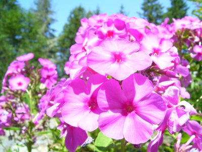 Flower Garden