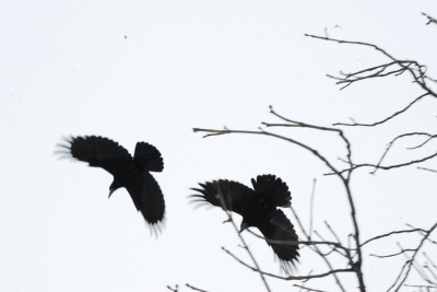 TWIN CROW