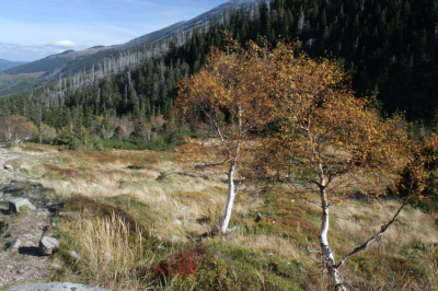 Rozmowa drzew