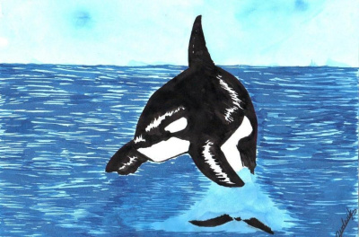 Orka.