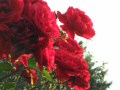Czerwone róże  działkowe, ogródkowe - fotografia numer dwadzieścia pięć...