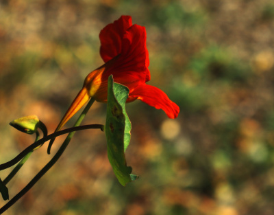Tropaeolum.
