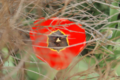 Natura 3
