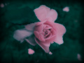 róża parkowa