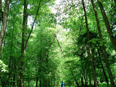 Puszcza Białowieska