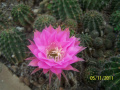 Flower on Cactus