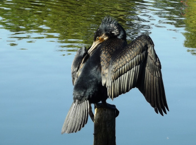 Kormoran 2