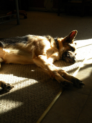 Sunlight