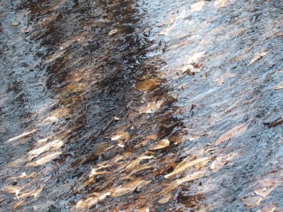 Frozen Forest Water
