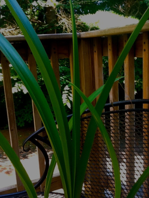 Her Patio