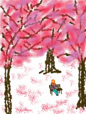cherry blossom