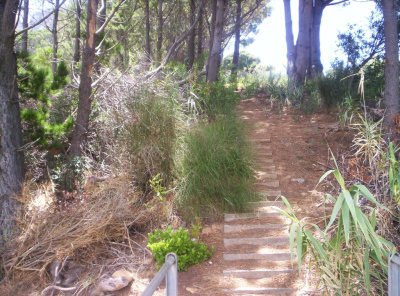 Steps into the forest