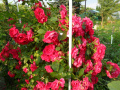 Czerwone róże  działkowe, ogródkowe - fotografia numer dwadzieścia dwa...