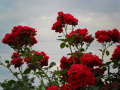 Czerwone róże  działkowe, ogródkowe - fotografia numer jedenaście.