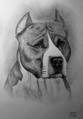 Amstaff