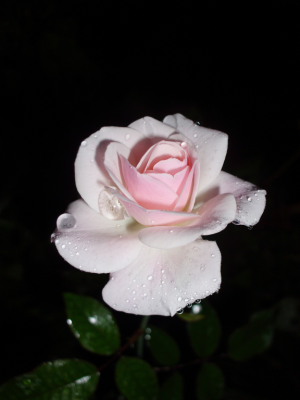 The rose
