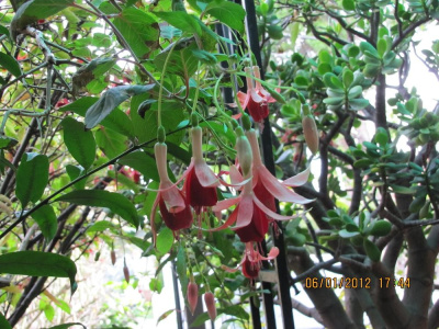 Hanging Flower
