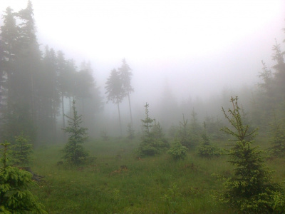 Zejście lasu