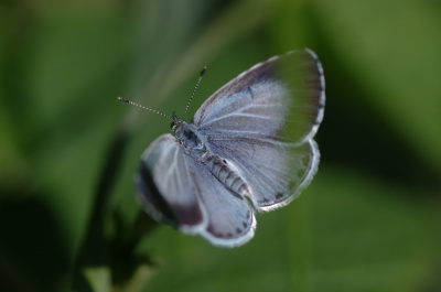 Nazywam się Motyl