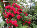 Czerwone róże  działkowe, ogródkowe - fotografia numer czternaście...
