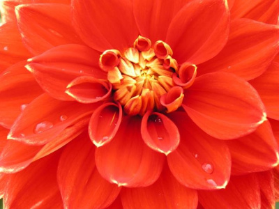 Dahlia