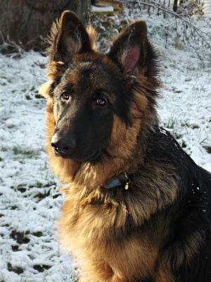Baron