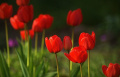 Drogie Panie, dla każdej z Was - po tulipanie!:))