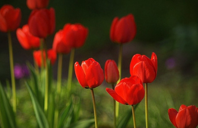 Drogie Panie, dla każdej z Was - po tulipanie!:))