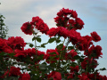 Czerwone róże  działkowe, ogródkowe - fotografia numer dziewięć.