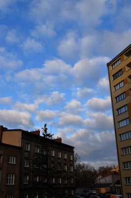 owieczki