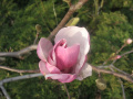 magnolia 2