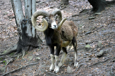 Muflon