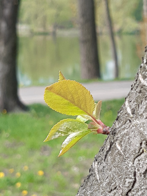 wiosna