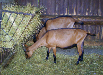 przy żłobie