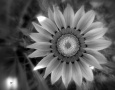 gazania