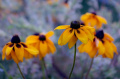 rudbekiowo