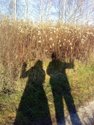 cienie i trawy