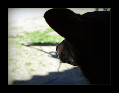 profil gospodarza