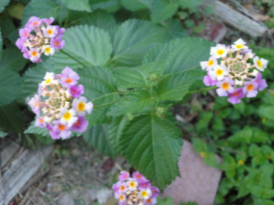 little flowers