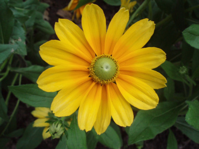 Flowers 3