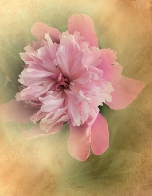 peonia