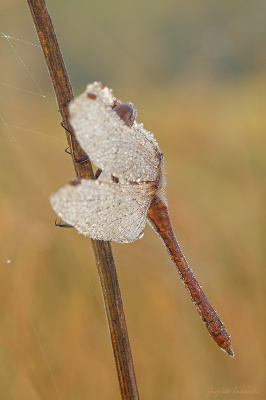 otulona
