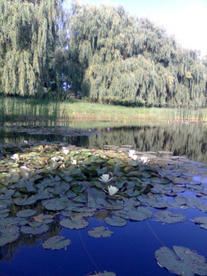 Staw