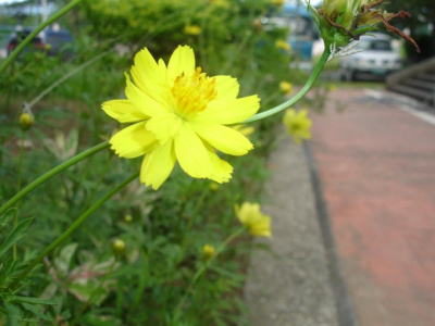 Efflorescence