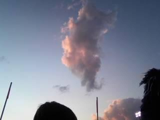 Seahorse:P