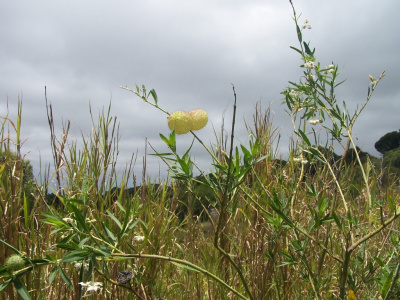 Balloon Plant (Asclepias physocarpa)