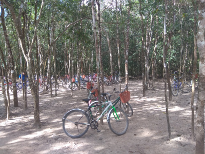parking w dżungli
