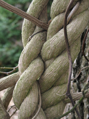 Natura