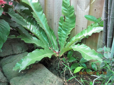 Big Leafy Plant